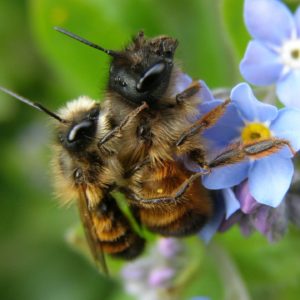 Osmia