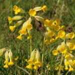 Primula veris