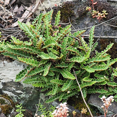 Asplenium ceterach - Milzfarn