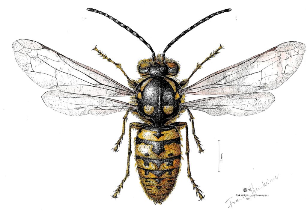 Frank Steinheimer: Paravespula vulgaris