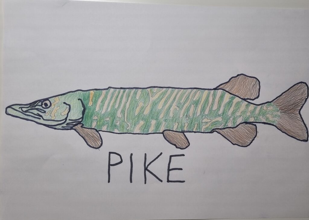 Jonas Rossmanith: der Hecht (Junior)