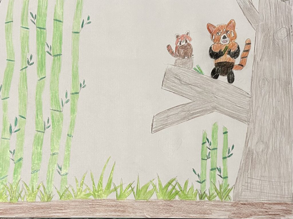 Colin Wysocki: Roter Panda (Junior)