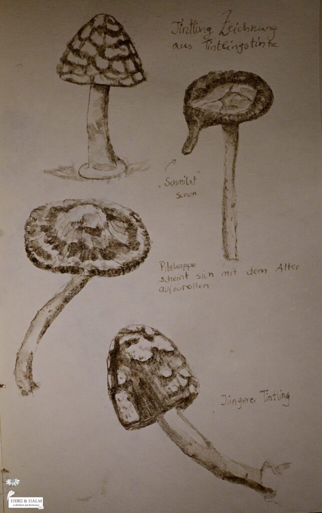 Erika Depisch: Tintling