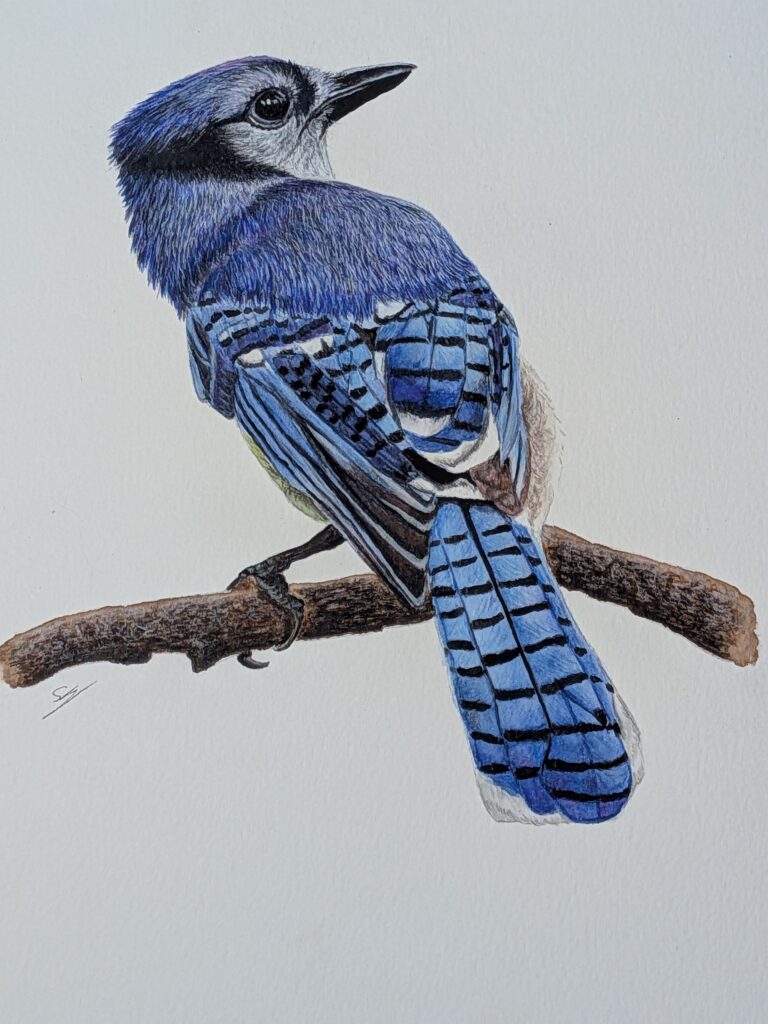 Sarah Benhaiem: Blue Jay