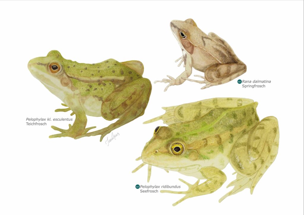 Ivona Mariș: Vertreter der Familie Ranidae im Naturpark Lunca