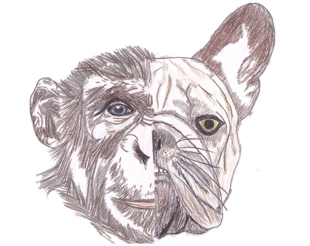 Johanna Kelsch: HundundAffe (Juniorin)