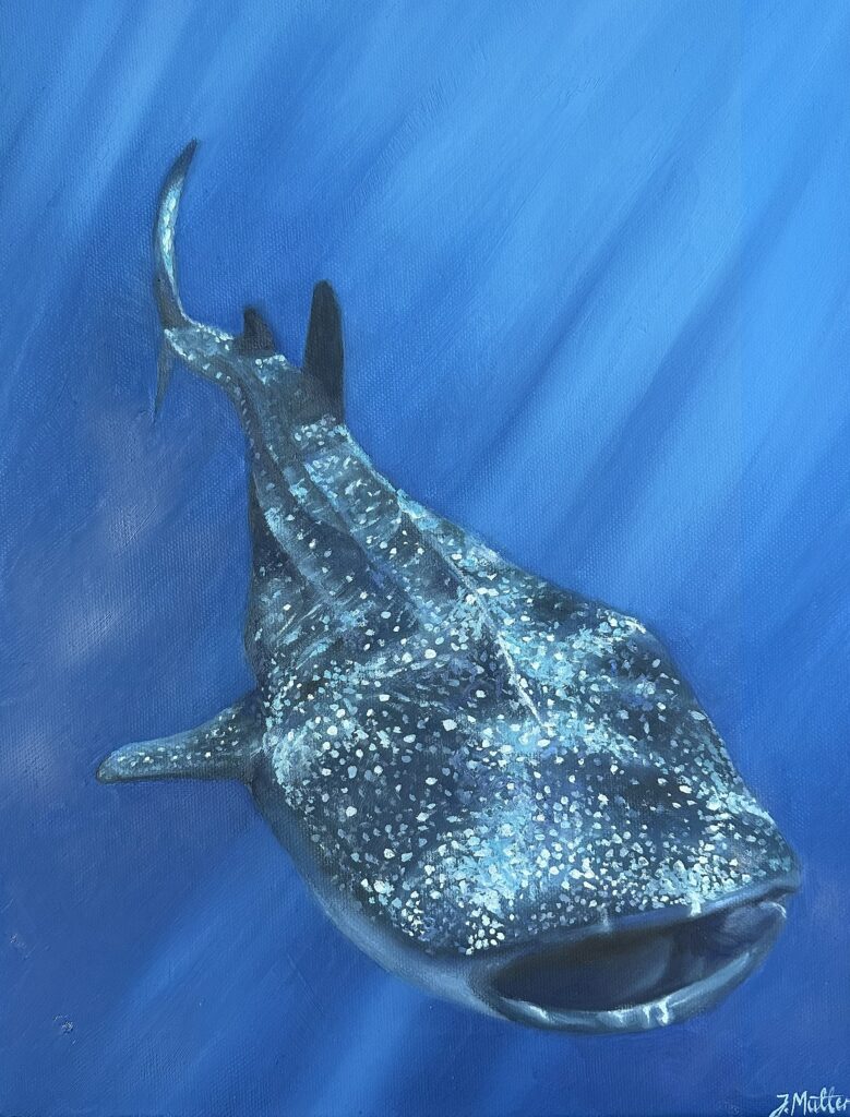 Jenny Müller: Walhai