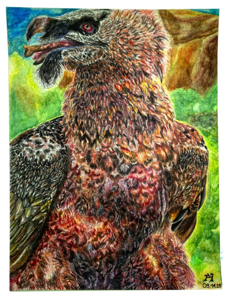 Nils Henkemeier: Bartgeier, Gypaetus barbatus Linnaeus 1758, vor alpiner Kulisse