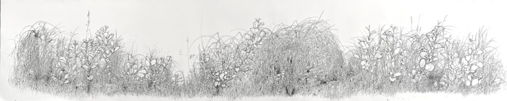 Svenja Badziura: Solanum