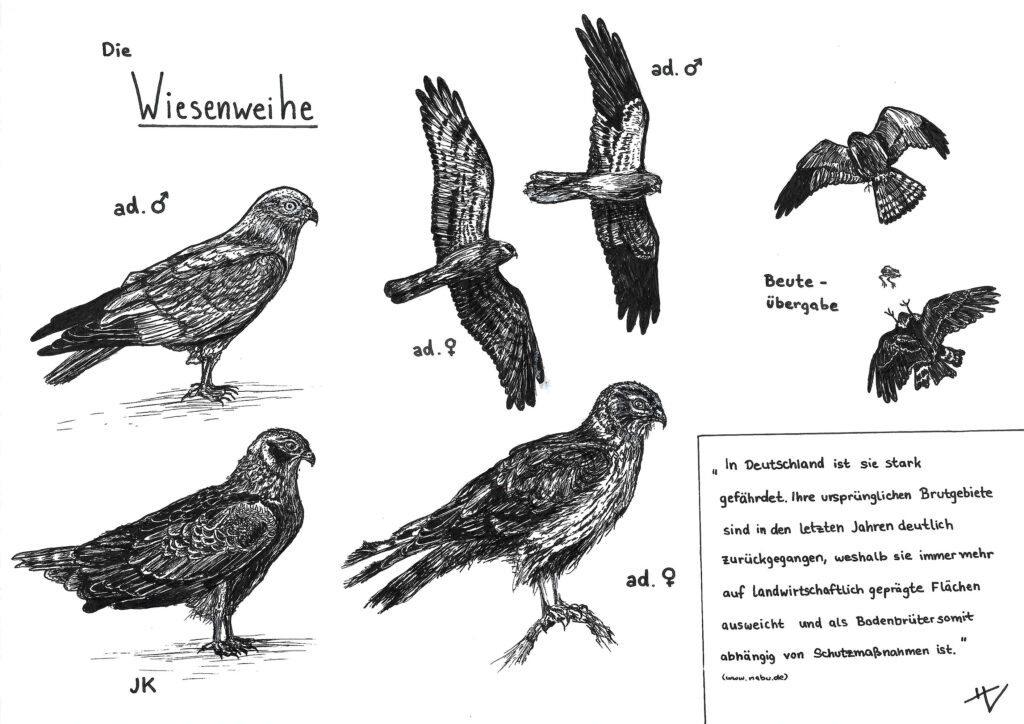 Helen Vollmer: Schön und schützenswert, Die Wiesenweihe