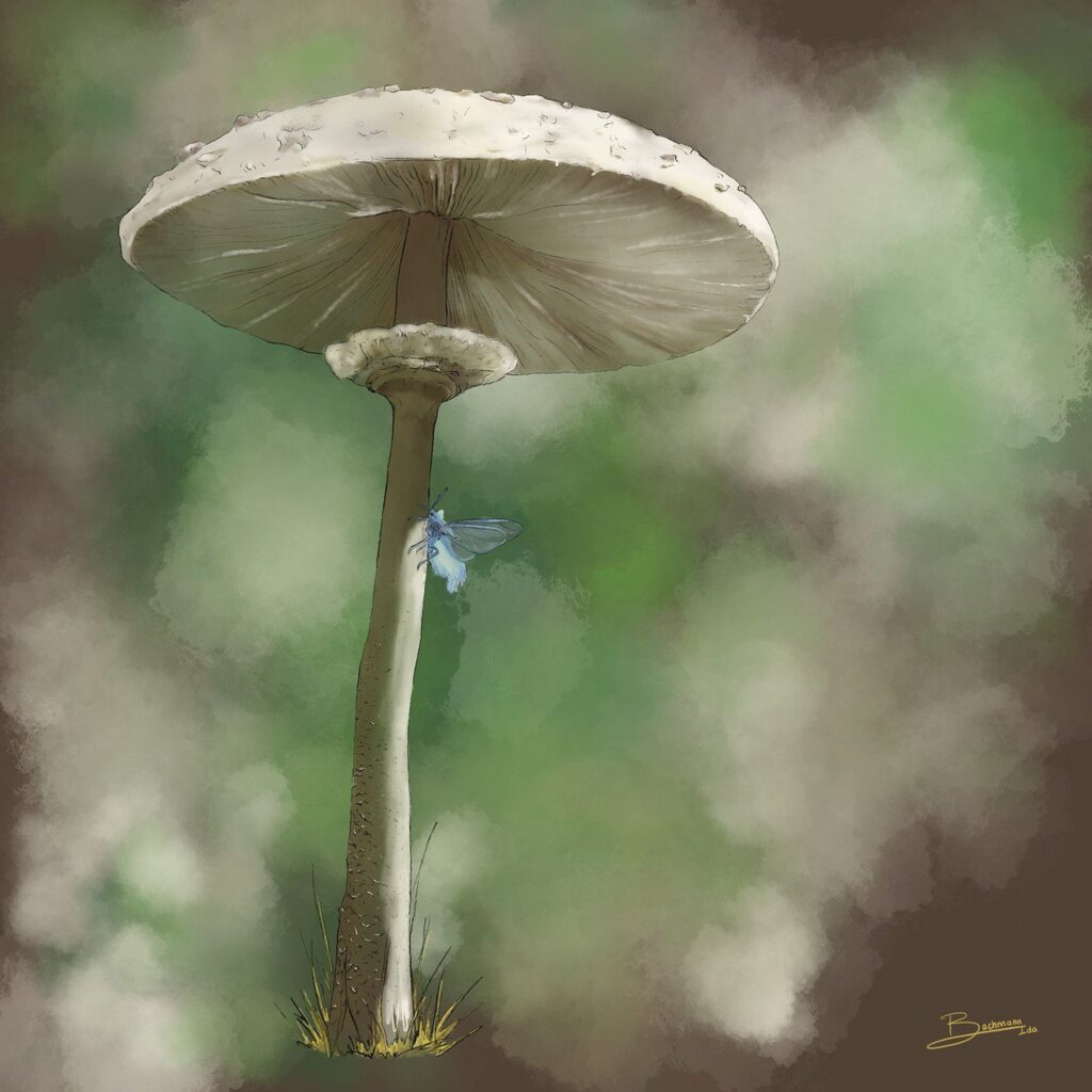 Ida Julie Bachmann: Yukimushi unter Riesenschrimling