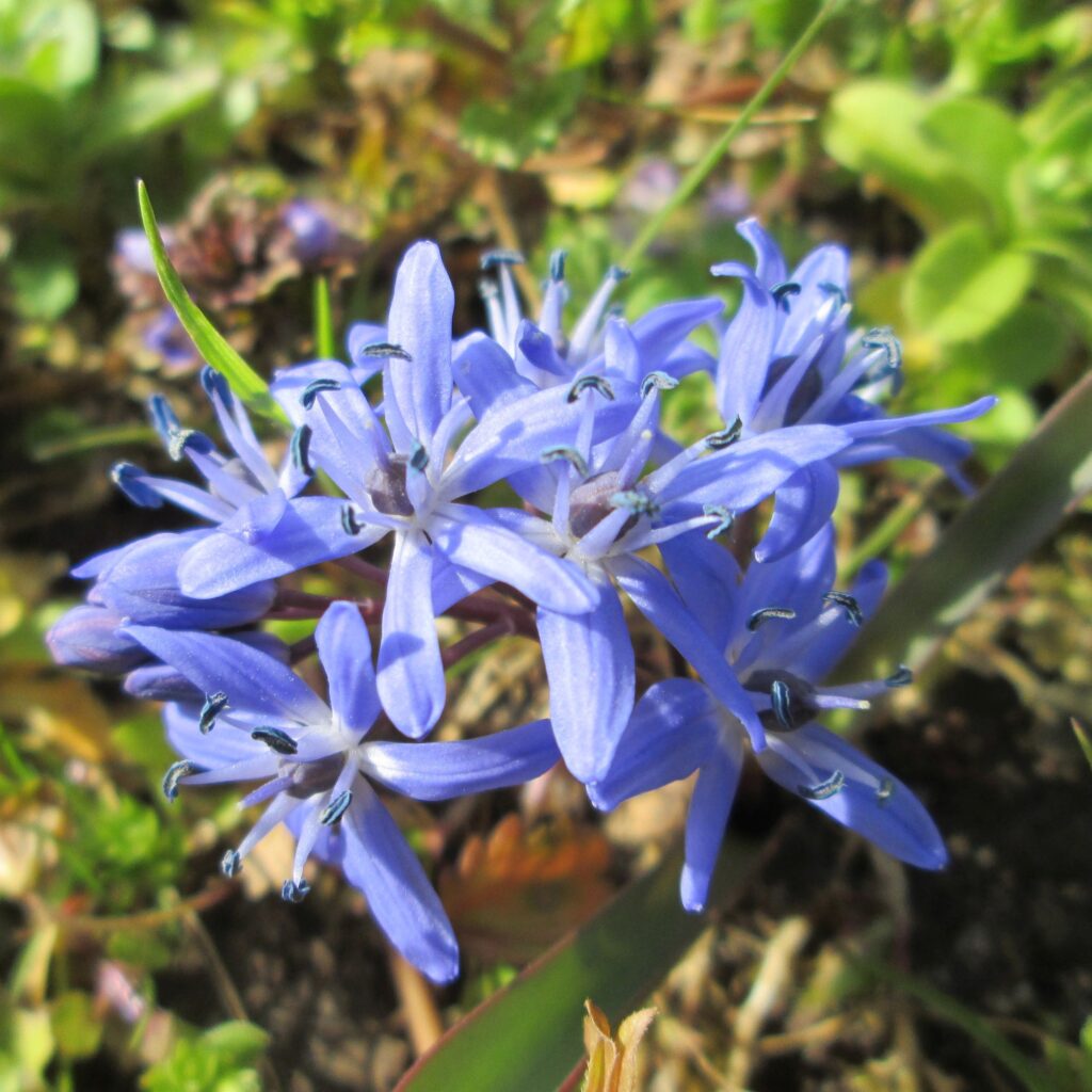Scilla bifolia